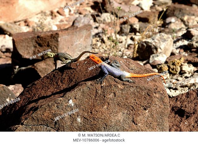 Namibian Rock Agama LIZARDS (Agama planiceps)