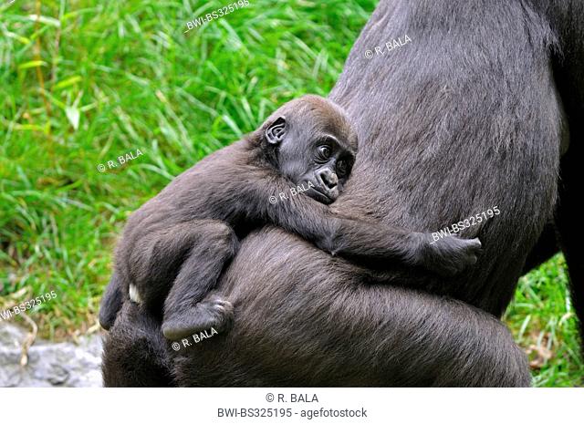 lowland gorilla (Gorilla gorilla gorilla), pup cramping on the back of the mother