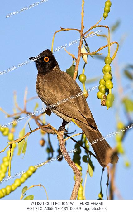 African Red-eyed Bulbul perched in acacia Etosha NP Namibia, African Red-eyed Bulbul, Pycnonotus nigricans