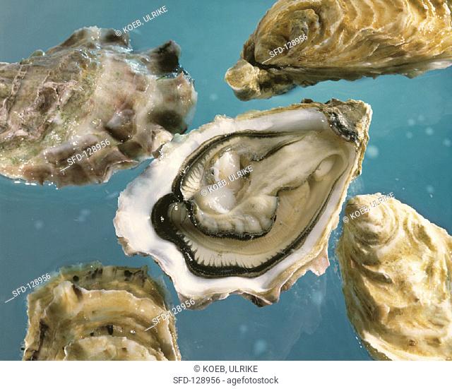 Oysters, on opened, on blue background, Stock Photo, Picture And Rights  Managed Image. Pic. SFD-128956 | agefotostock