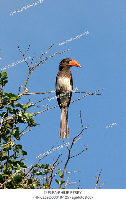 Crowned Hornbill Tockus alboterminatus adult, perched in tree, Phinda Game Reserve, South Africa