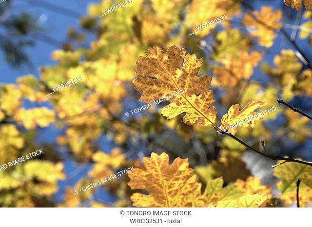 maple leaves on the branch