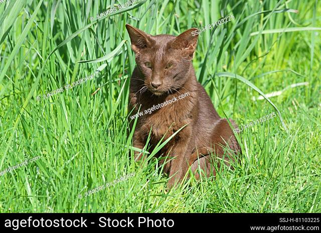 Oriental Shorthair. Adult cat sittingin grass. Germany