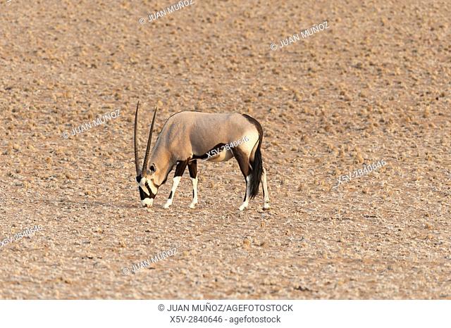 Cape oryx (Oryx Gazella). Namib Naukluft Park. Namibia. Africa