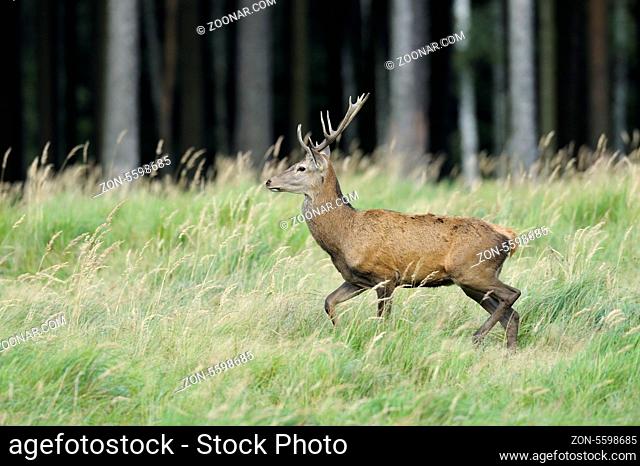 Rothirsch, Cervus elaphus, Deutschland, Red deer, Germany