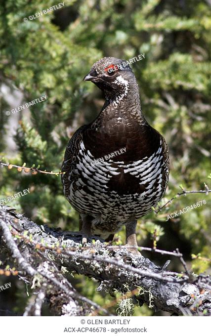 Spruce Grouse Falcipennis canadensis perched on a branch in Churchill, Manitoba, Canada