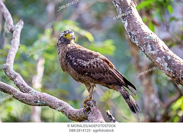 Sri Lanka, Wilpattu national patk, Crested Serpent Eagle (Spilornis cheela)