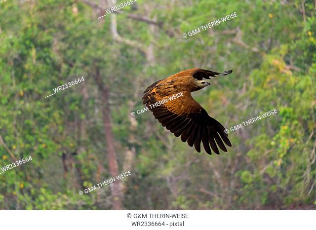 Black-collared Hawk (Busarellus nigricollis) in flight, Pantanal, Mato Grosso, Brazil, South America