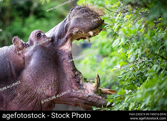 PRODUCTION - 15 May 2023, Berlin: A hippo tries to nibble leaves from a tree in its enclosure after a feeding session at the zoo