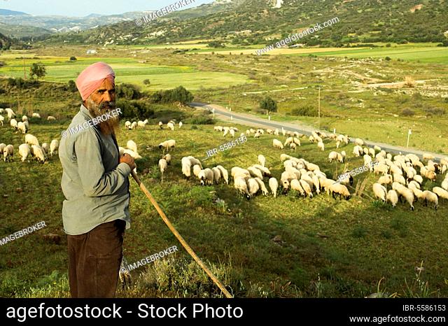 Sheep herding, Sikh shepherds guarding flock, early evening, Cyprus, Europe