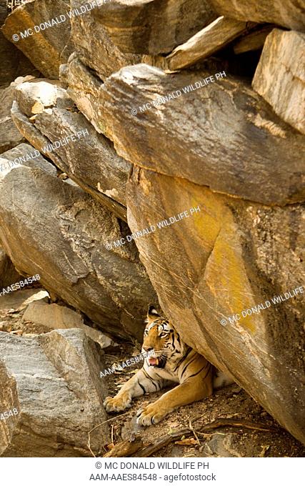 Bengal tiger, or Royal Bengal tiger (Panthera tigris tigris) national animal of India, in Pench National Park, Madhya Pradesh, India