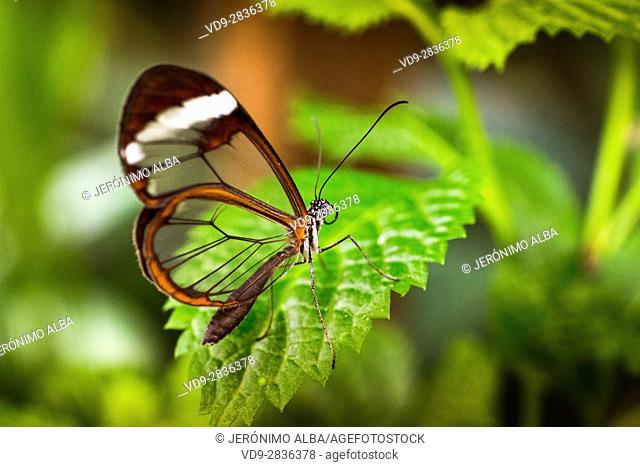 Greta oto butterfly. Glass butterfly or mirrors butterfly, transparent wings. Benalmadena Butterfly Park, Costa del Sol, Malaga, Spain Europe