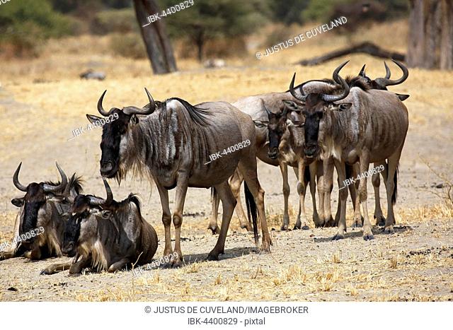 Wildebeest (Connochaetes sp.), small group, Tarangire National Park, Tanzania