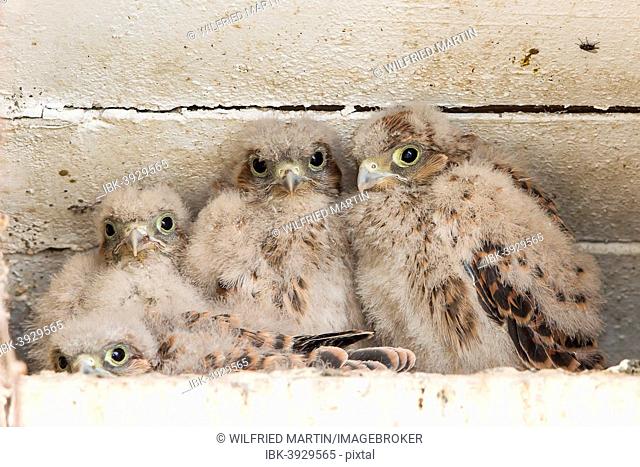 Young Kestrels (Falco tinnunculus) in nest box, North Hesse, Hesse, Germany