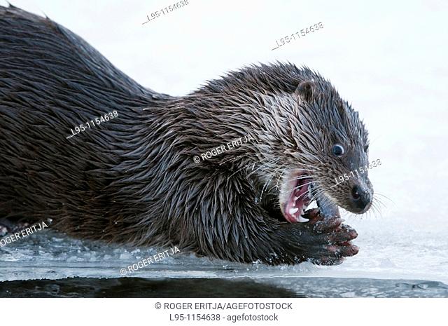 Eurasian Otter Lutra lutra young individual playing and fish feeding over frozen surface of the river in Kajaani, Finland
