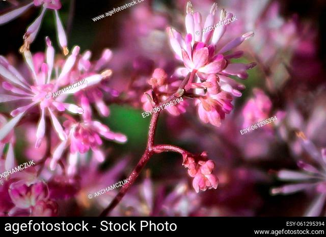 Delicate pink petals blooming on a meadowrue plant