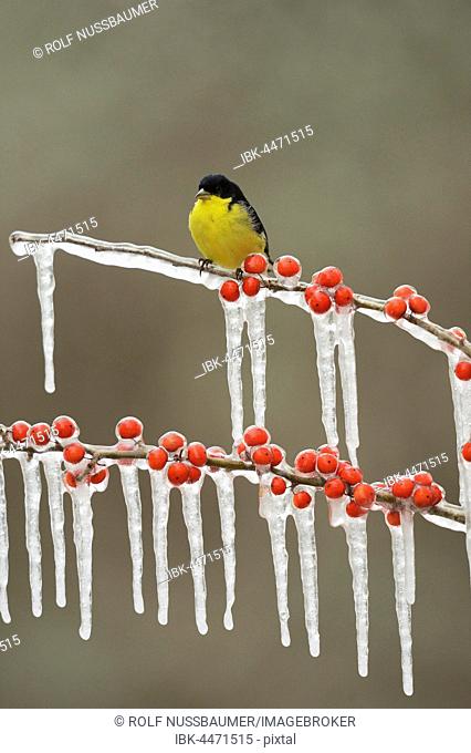 Lesser Goldfinch (Carduelis psaltria), adult male perched on icy branch of Possum Haw Holly (Ilex decidua) with berries, Hill Country, Texas, USA