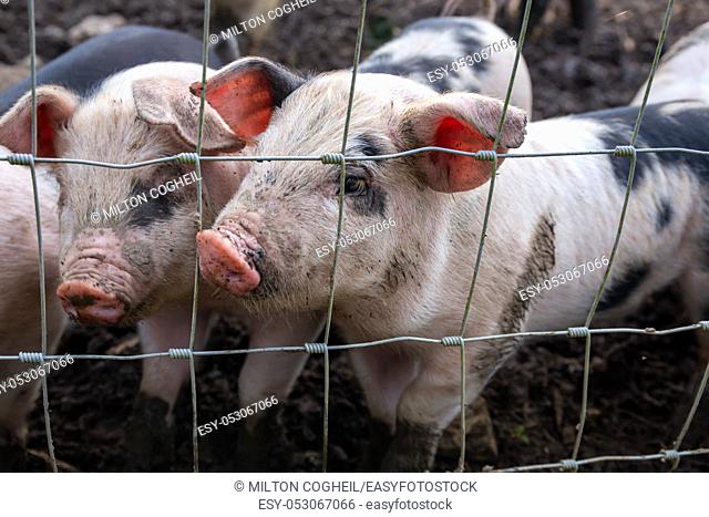 Saddleback piglets (sus scrofa domesticus) behind the fencing of a pigsty