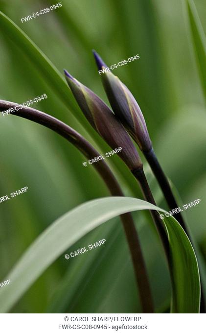Iris, Iris robusta 'Gerald Darby'