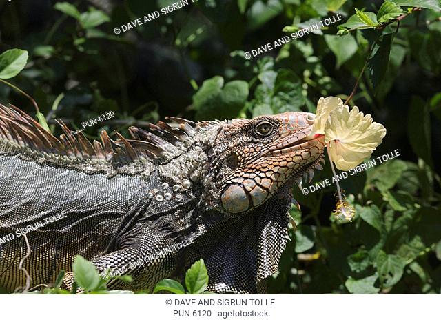 Green iguana Iguana iguana eating a hibiscus flower