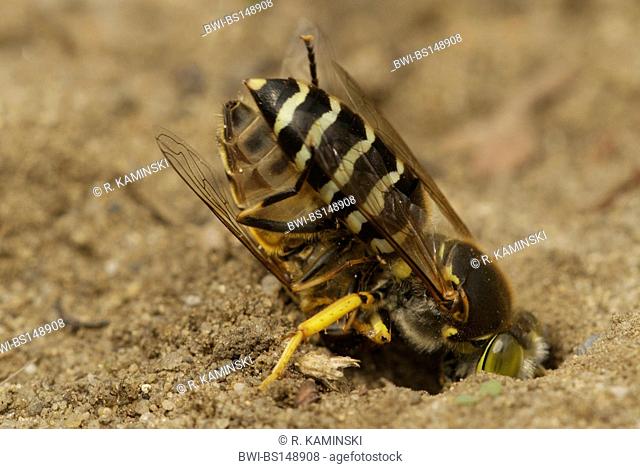 rostrate bembix wasp (Bembix rostrata, Epibembix rostrata), with fly as prey near its den, Germany, Brandenburg