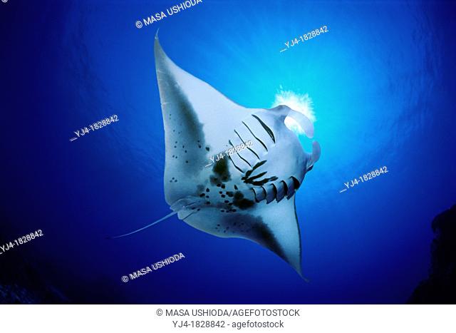 manta ray feeding on plankton, Manta birostris, Kona Coast, Big Island, Hawaii, USA, Pacific Ocean, digital composite