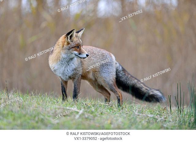Red Fox / Rotfuchs ( Vulpes vulpes ) in winter fur, standing on grassland near some reeds, watching backwards, nice side view, wildlife, Europe.