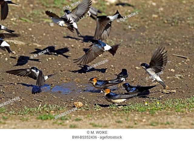common house martin (Delichon urbica), common house martins and red-rumped swallows collect nesting material at a waterhole, Bulgaria, Kap Kaliakra