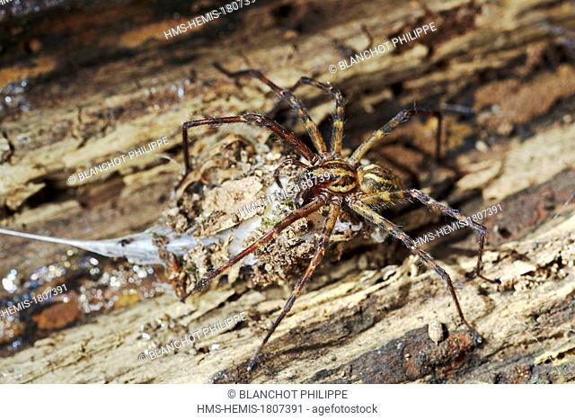 France, Pyrenees Atlantiques, Araneae, House spider (Tegenaria inermis)