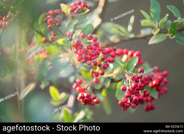 Scarlet firethorn (Pyracantha coccinea), shrub for the natural garden with red fruits in sunshine, Velbert, Germany, Europe