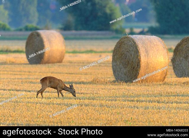 roe deer (capreolus capreolus) on a stubble field, july, summer, hesse, germany