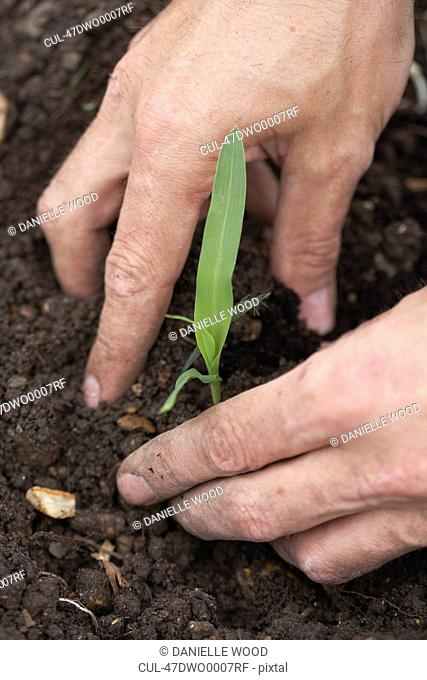 Man planting sweetcorn at allotment