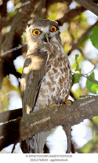 Brown Hawk owl, Ninox scutulata, Keoladeo National park, Rajasthan, India