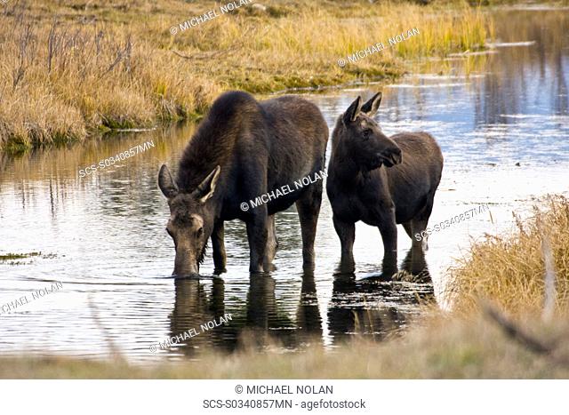 Cow and calf moose Alces alces shirasi feeding near the Gros Ventre river just outside of Grand Teton National Park, Wyoming