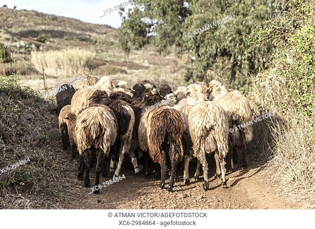 sheep herd grazing in the open air. San Cristóbal de La Laguna, Tenerife, Canary Islands, Spain