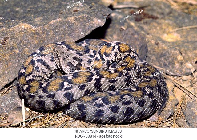 Wagner's mountain adder