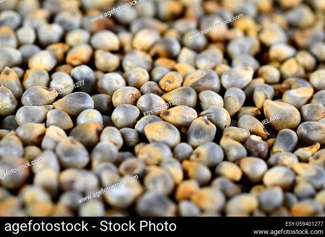 Pearl millet (Bajra) as background. Close up