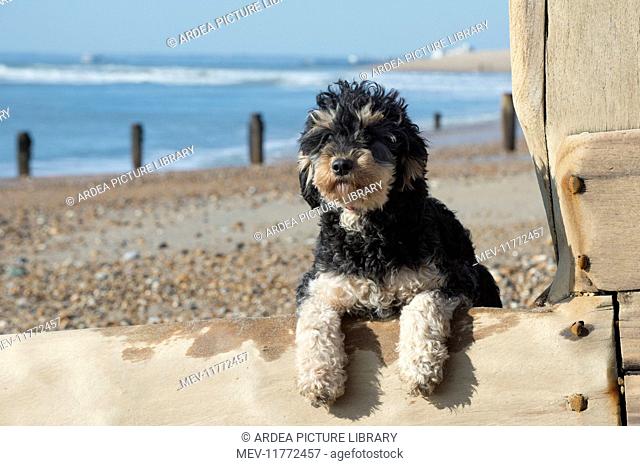 Dog Cavapoo on the beach looking over the break water