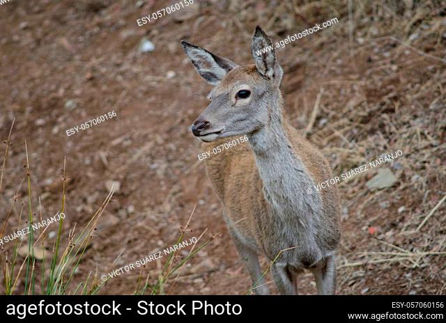 Young Spanish red deer Cervus elaphus hispanicus. Monfrague National Park. Caceres. Extremadura. Spain