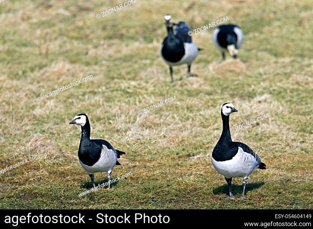 Weisswangengaense erreichen eine Fluegelspannweite von 130 - 145cm - (Nonnengans - Foto Weisswangengaense rasten auf einer Salzgraswiese) / Barnacle Goose has a...