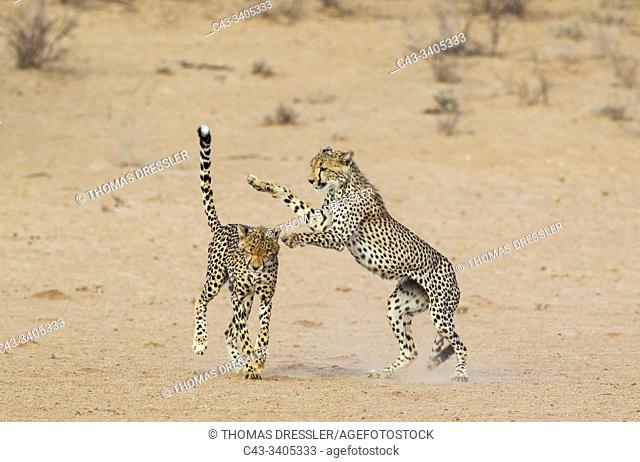 Cheetah (Acinonyx jubatus). Two playful subadult males in the dry and barren Auob riverbed. During a severe drouight. Kalahari Desert