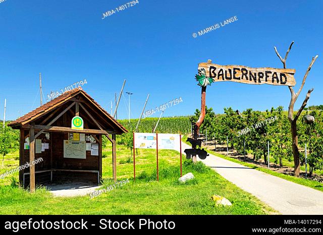 farmer's path, fruit and wine-growing educational trail, kressbronn, lake constance, baden-württemberg, germany