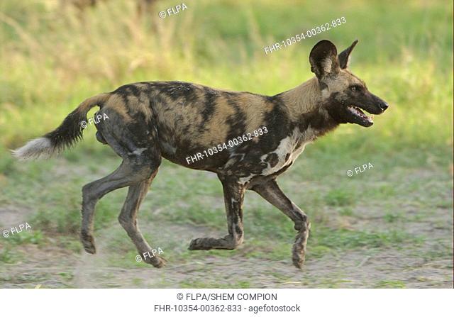 African Wild Dog Lycaon pictus adult male, running, Kwando, Linyanti, Botswana