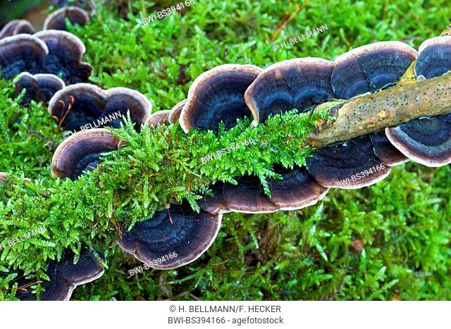 Turkey tail, Turkeytail, Many-zoned Bracket, Wood Decay (Trametes versicolor, Coriolus versicolor), fruiting bodies at a mossy deadwood, view from above