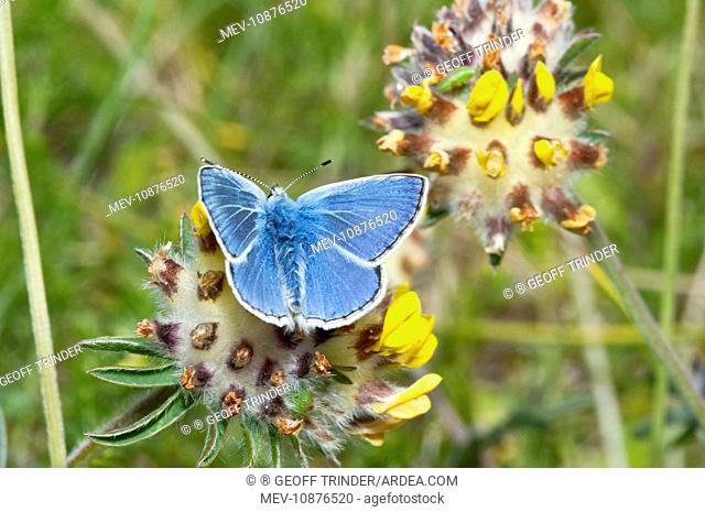 Common Blue Butterfly - feeding on kidney vetch (Polyommatus icarus). North Uist - Outer Hebrides - Scotland