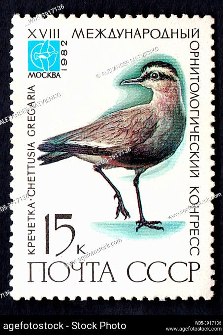 USSR - CIRCA 1982: stamp printed by USSR, shows bird black crane, devoted 18th Ornithological Cong. Image of Chettusia Gregaria