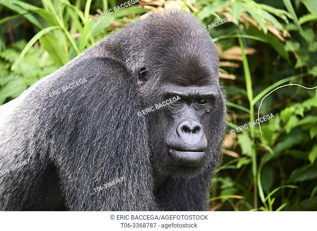 Djala, a male silverback western lowland gorilla (Gorilla gorilla gorilla) aged 37 and reintroduced in the wild by he Aspinall Foundation in 2013