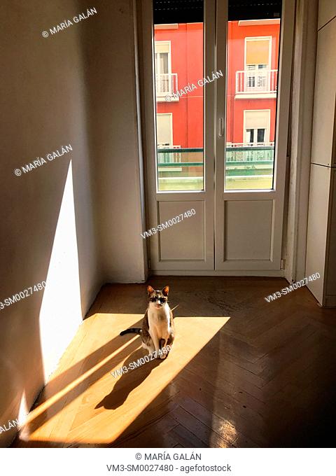 Cat sitting in an empty room, sunbathing