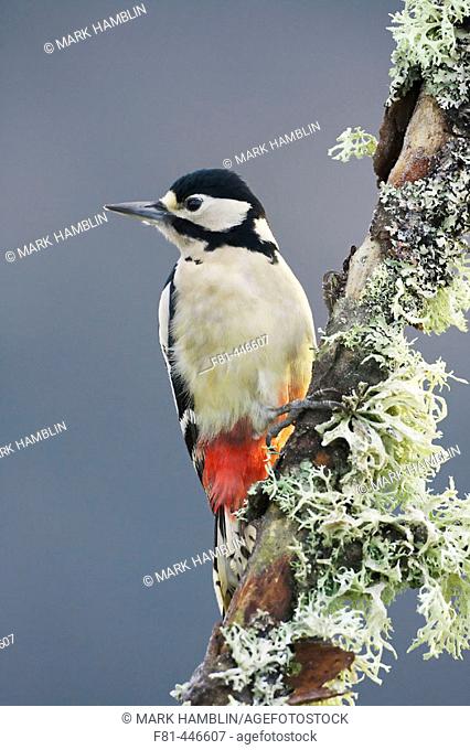 Great Spotted Woodpecker (Dendrocopos major) female perched on lichen-covered branch. Scotland