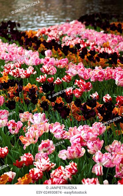 Garden of tulips, spring colorful vivid theme